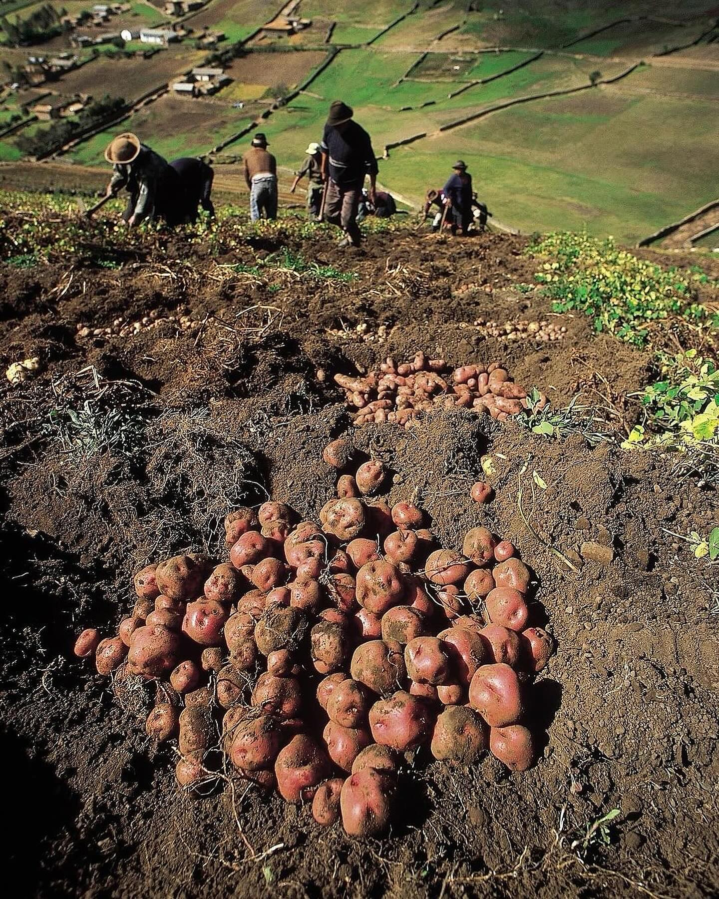 El primer mercado de fertilizantes fue el amplio mundo andino de cultivos intensivos en áreas de gran densidad demográfica y escaso territorio cultivable. Fuente: Red Electrónica de la Papa. Colombia